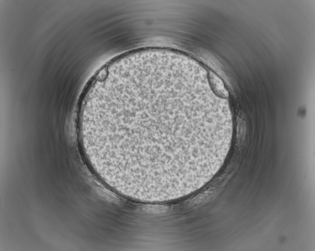 X0000116861068201002021101