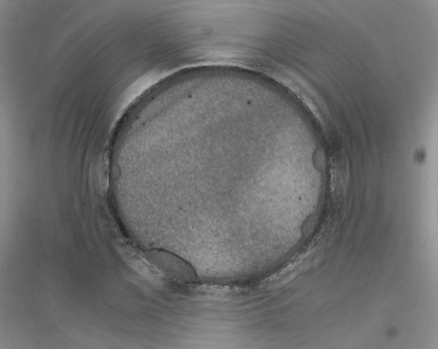 X0000116861069201002021101