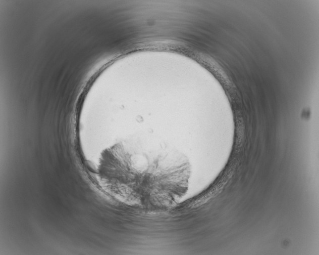 X0000116861079201002021101