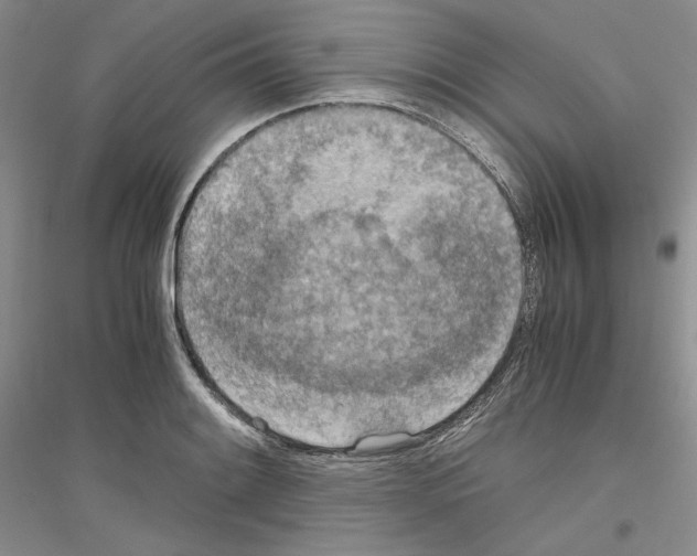 X0000116861084201002021101