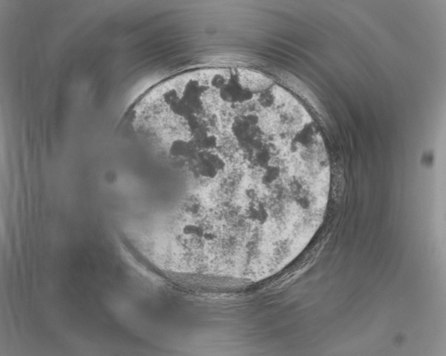 X0000116861087201002021101