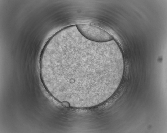 X0000116861088201002021101