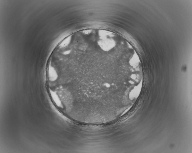 X0000116861095201002021101