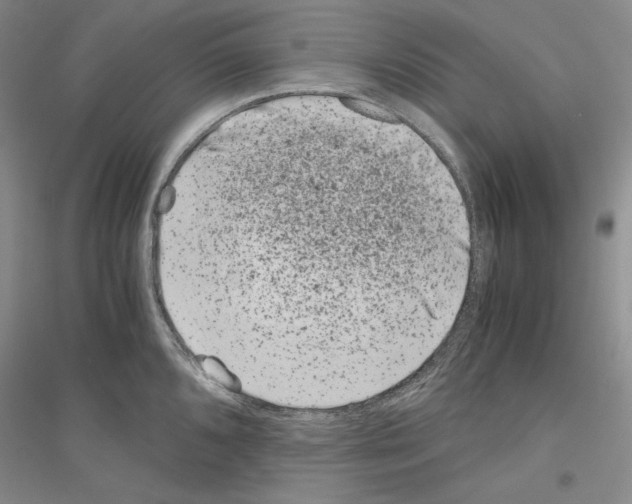 X0000116861096201002021101