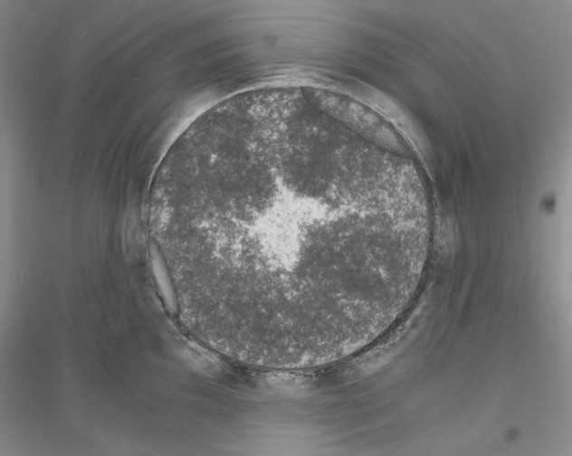 X0000116861097201002021101