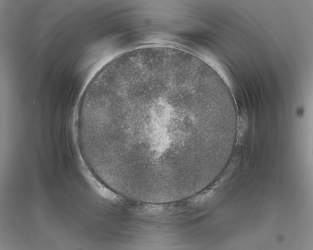 X0000116861098201002021101