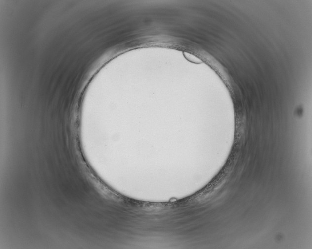 X0000116861099201002021101