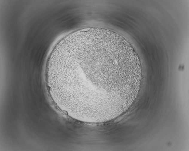 X0000116861104201002021101