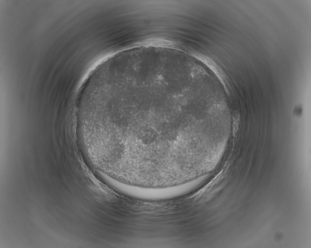 X0000116861115201002021100