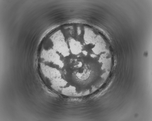 X0000116861117201002021100