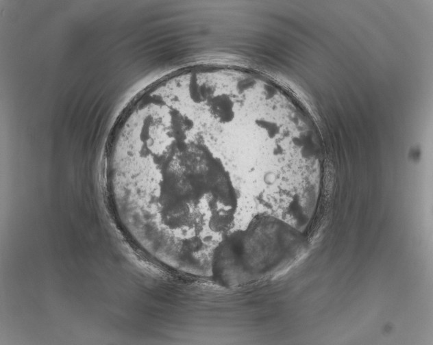 X0000116861125201002021100