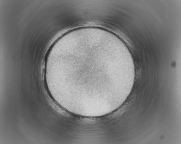 X0000116861126201002021100