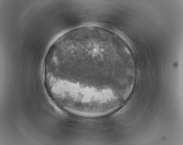 X0000116861127201002021100