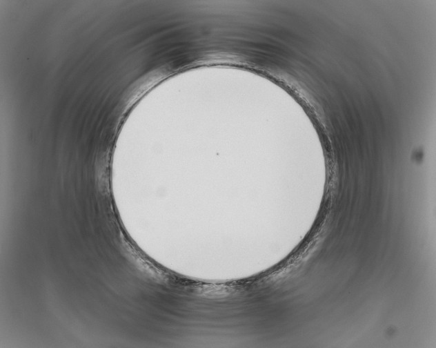 X0000116861137201002021101