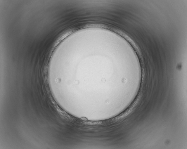 X0000116861145201002021101