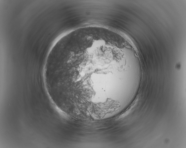 X0000116861149201002021101