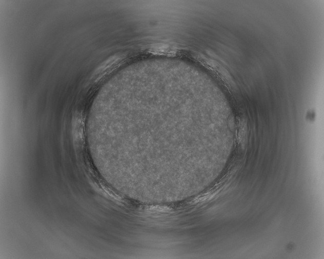 X0000116861154201002021100