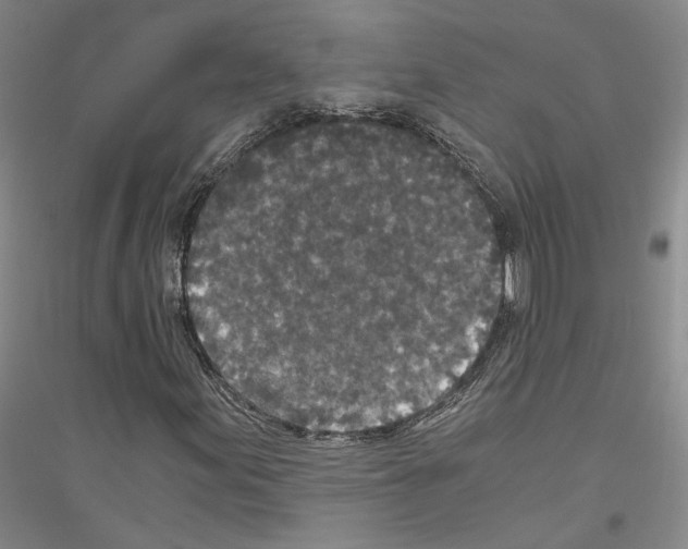 X0000116861155201002021100