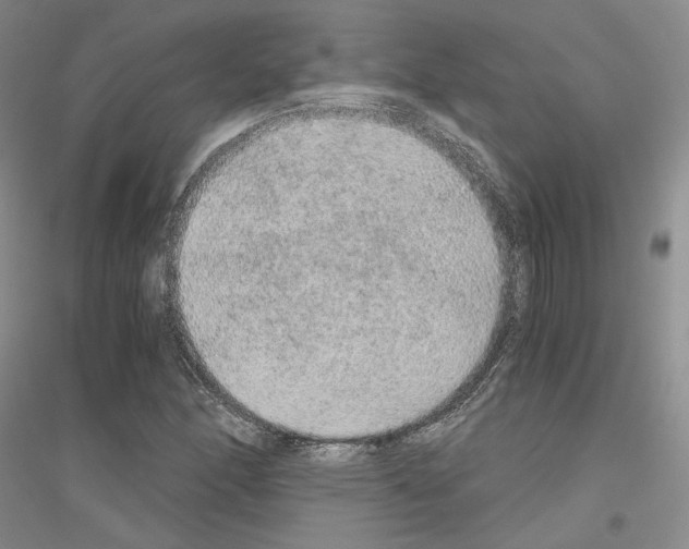 X0000116861166201002021100