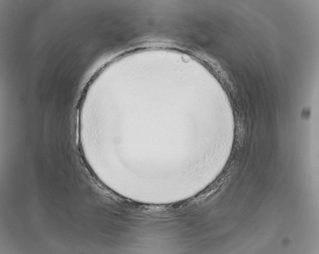 X0000116861175201002021100