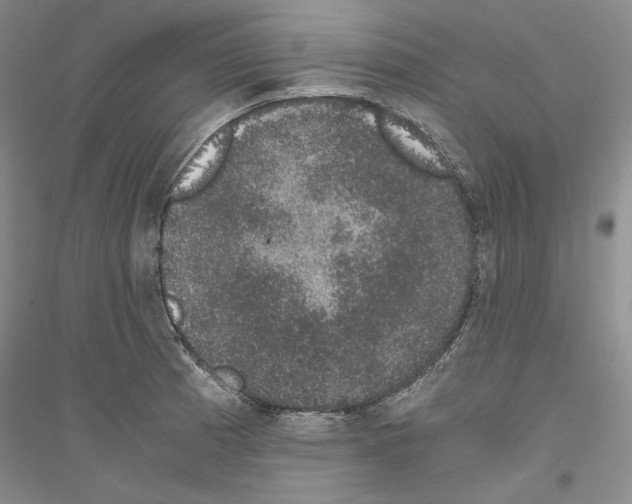 X0000116861185201002021100