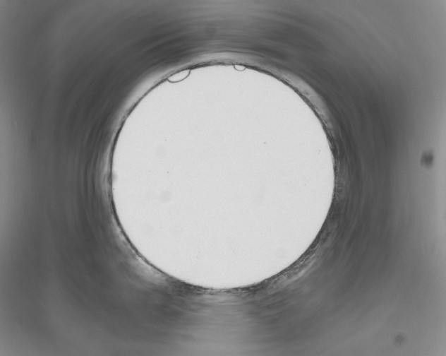 X0000116861199201002021100