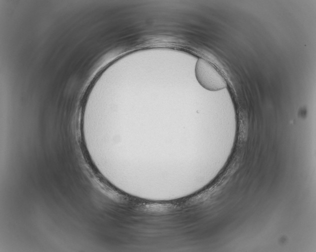 X0000116861227201002021059