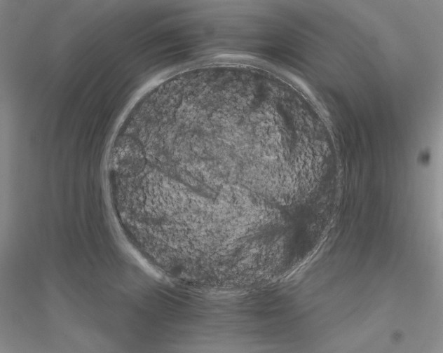 X0000116861235201002021059