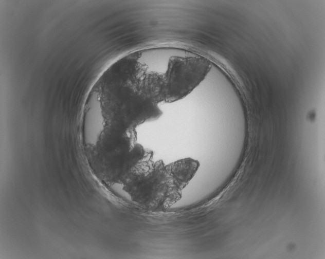 X0000116861236201002021059