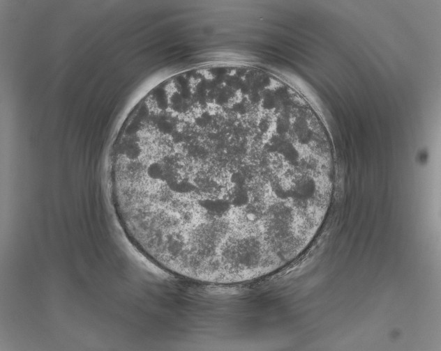 X0000116861243201002021059