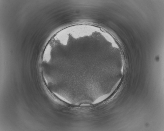 X0000116861246201002021100