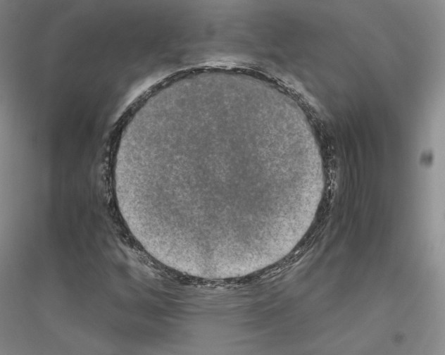 X0000116861256201002021059