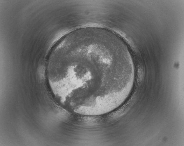 X0000116861266201002021059