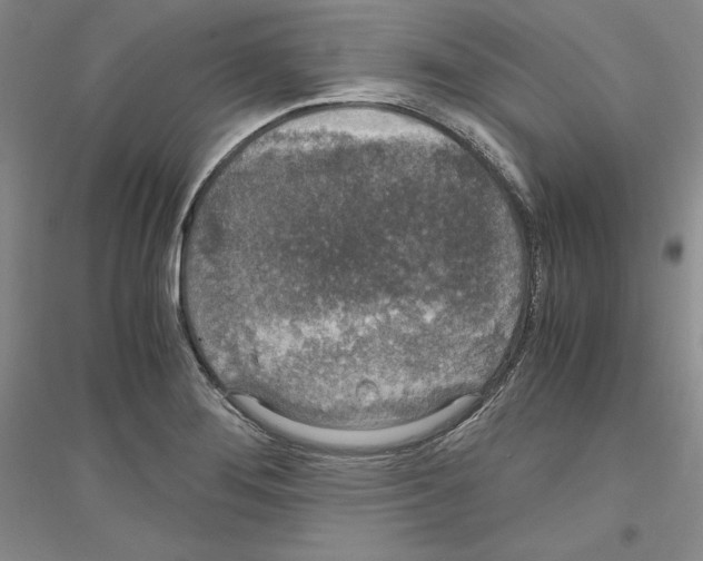 X0000116861276201002021059