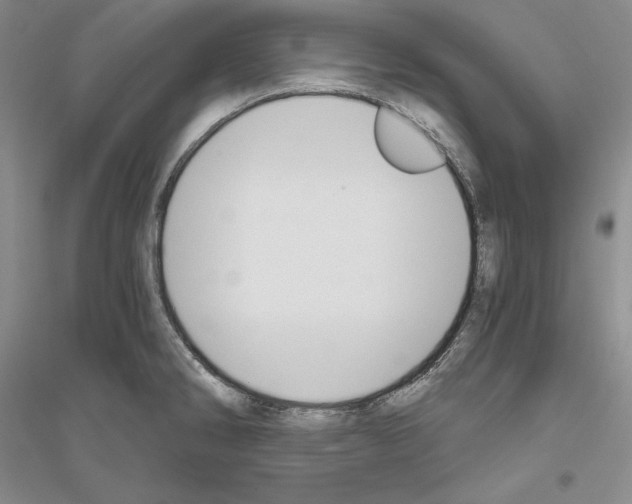 X0000116861286201002021058