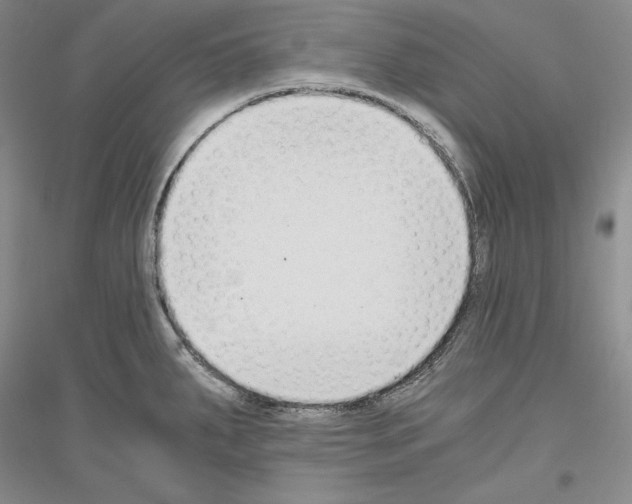 X0000116861287201002021058