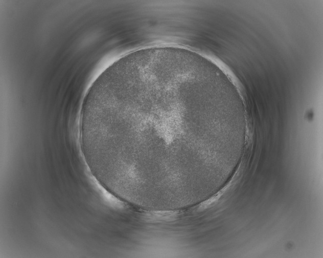 X0000116861294201002021058