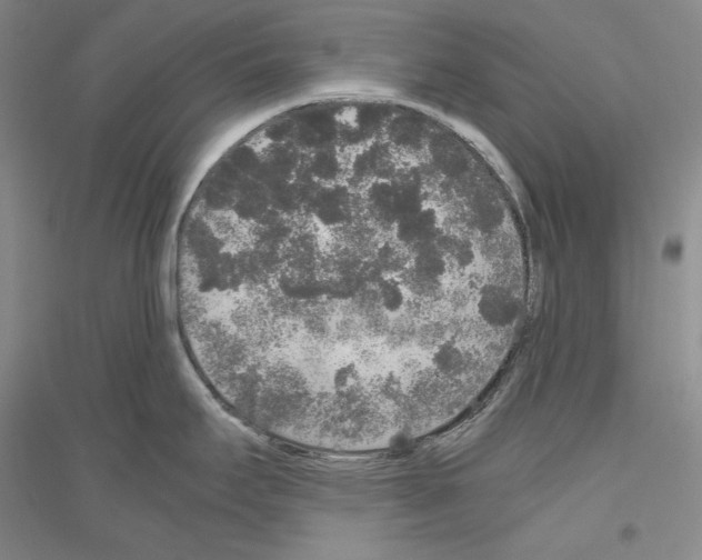 X0000116861295201002021058