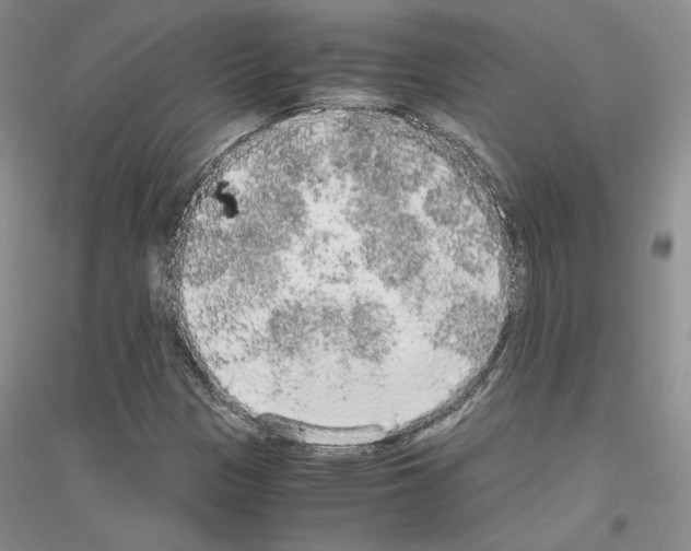 X0000116861305201002021058