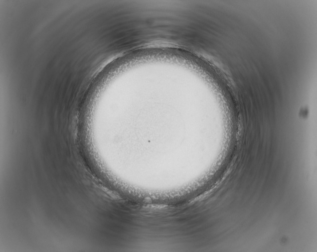 X0000116861313201002021058