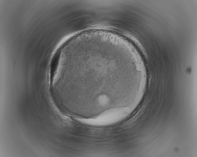 X0000116861323201002021058