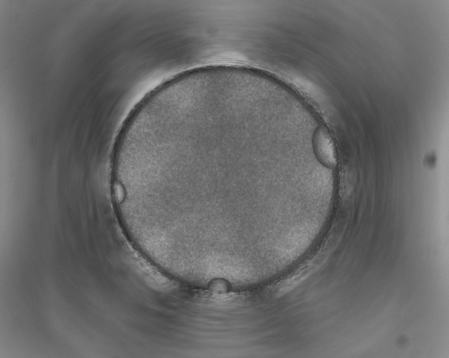 X0000116861326201002021058