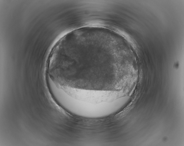 X0000116861331201002021058