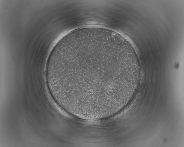 X0000116861333201002021058