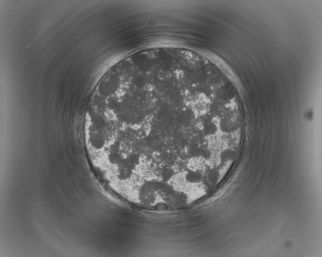 X0000116861337201002021058