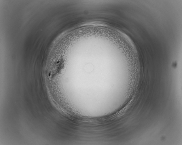 X0000116861338201002021058