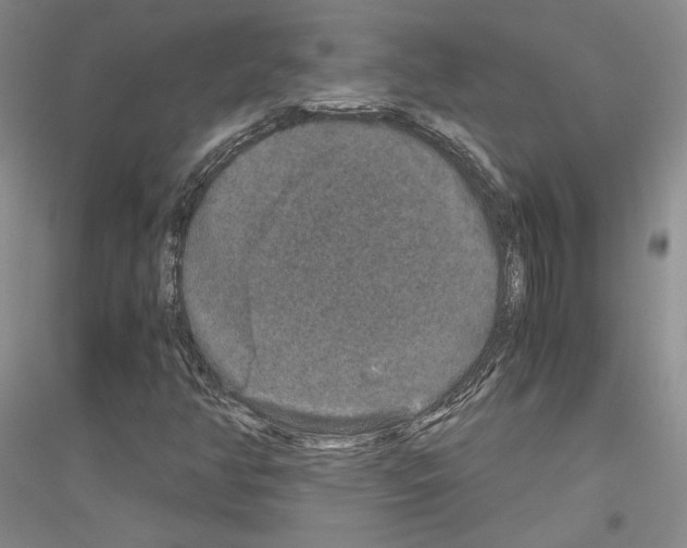 X0000116861350201002021058