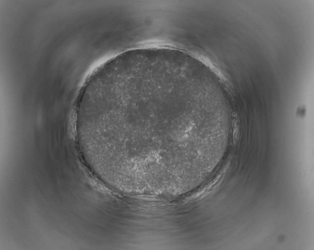 X0000116861358201002021057