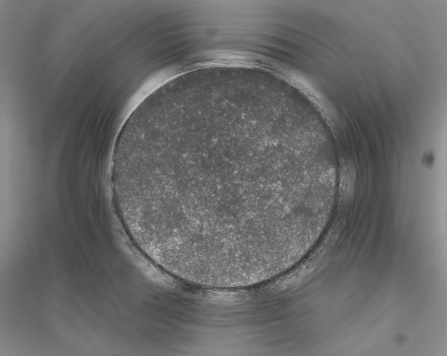 X0000116861378201002021057