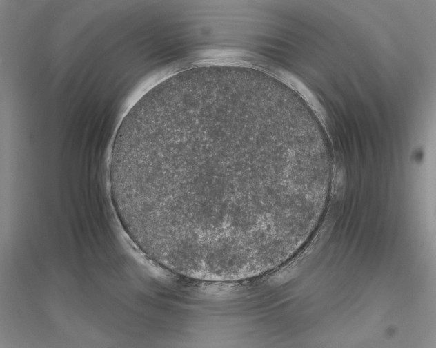 X0000116861386201002021057